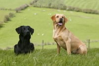 Picture of two Labrador Retrievers on hillside