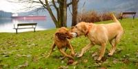 Picture of two Labrador Retrievers playing tug with a buoy in park beside the water.