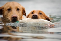 Picture of two Labrador Retrievers retrieving dummy