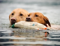 Picture of two Labrador Retrievers retrieving from water