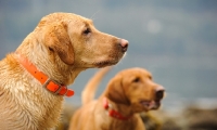 Picture of Two Labrador Retrievers