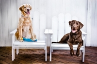 Picture of two Labradors in chair