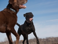 Picture of two Labradors outside