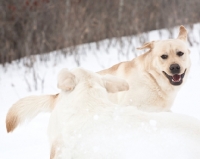 Picture of two Labradors playing in winter