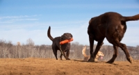 Picture of two Labrador's retrieving