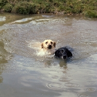 Picture of two labradors swimming