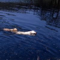 Picture of two labradors taking a swim