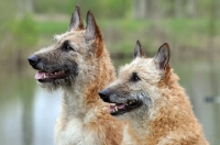 Picture of two Laekenois dogs (Belgian Shepherds) in profile