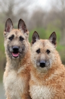 Picture of two Laekenois dogs (Belgian Shepherds)
