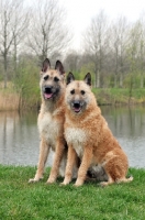 Picture of two Laekenois dogs sitting down  (Belgian Shepherds)