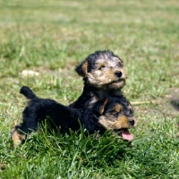 Picture of two lakeland terrier puppies in grass
