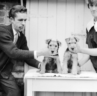 Picture of two lakeland terrier puppies posed on a table