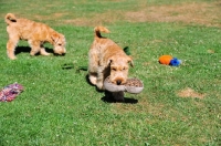 Picture of two Lakeland Terriers on grass