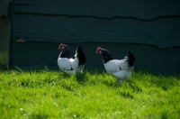 Picture of two Lakenfelders (aka lakenvelder) in field