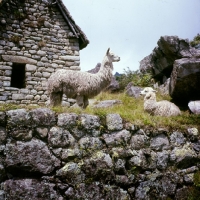 Picture of two lamas in peru