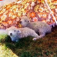 Picture of two lambs resting underneath a parasol