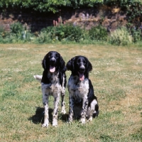 Picture of two large munsterlanders sitting together