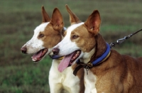 Picture of two large Portuguese Podengo, shorthaired