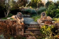 Picture of two Leonbergers in garden