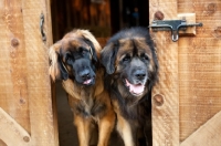 Picture of two Leonbergers in shed