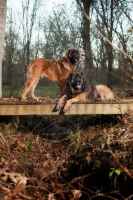 Picture of two Leonbergers
