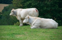 Picture of two Limousin cows in field