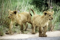Picture of two lion cubs in kruger national park, south africa