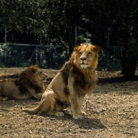 Picture of two lions in windsor safari park