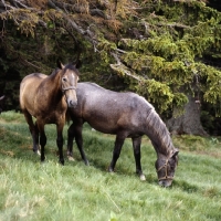 Picture of two Lipizzaner colts at stubalm, piber