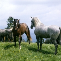 Picture of two lipizzaner colts eyeing each other at stubalm, piber