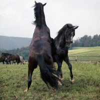 Picture of two Lipizzaner colts wrestling in play fight