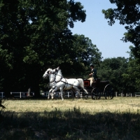 Picture of two lipizzaners, driven, at lipica
