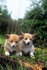Picture of two little pembroke corgi puppies on a log