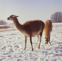 Picture of two Llamas standing in the snow
