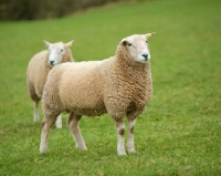 Picture of two Lleyn sheep