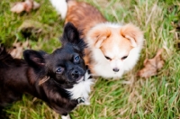 Picture of two long-haired Chihuahuas