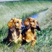Picture of two long haired dachshunds sitting on an embankment