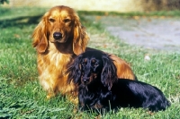 Picture of two longhaired dachshunds, one miniature, frankwen super smart, ch shenaligh fairy footsteps, 