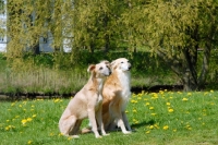 Picture of Two longhaired whippets sitting. WARNING: this dog is not a recognised breed. For Whippets recognised by the major dog associations please see Whippet (shorthaired)