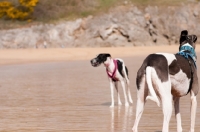 Picture of two lurchers on beach