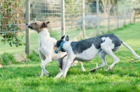 Picture of two Lurchers playing in fenced garden