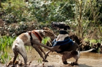 Picture of two Lurchers playing together