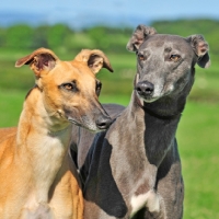 Picture of two Lurchers, portrait