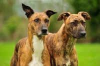Picture of two Lurchers together