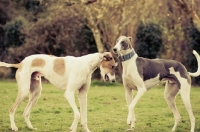 Picture of two Lurchers together
