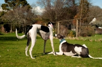 Picture of two Lurchers