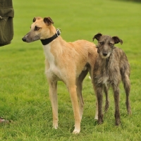 Picture of two Lurchers