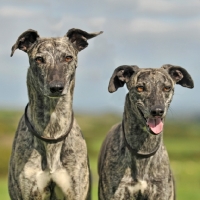 Picture of two Lurchers