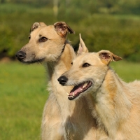 Picture of two Lurchers