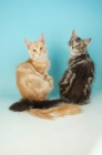 Picture of two maine coon cats, back view, cream silver tabby and silver tabby